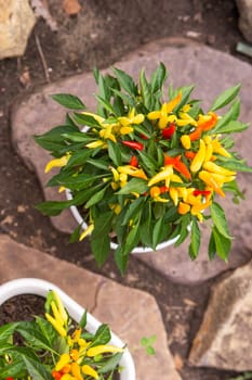Growing pepper in a pot in the yard of a country house. Gardening and country life