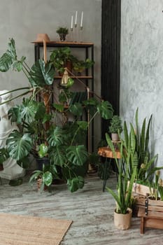 A fragment of the interior with a variety of indoor plants and plaster sculptures. Urban jungle concept. Biophilia design.