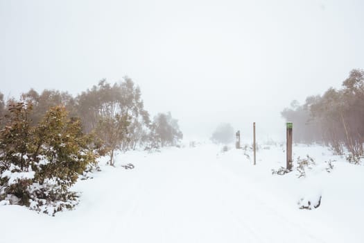 LAKE MOUNTAIN, AUSTRALIA - JULY 21: Snowy mountain landscape on a cold winter's day at Lake Mountain in Victoria, Australia on July 21st 2024