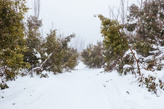 LAKE MOUNTAIN, AUSTRALIA - JULY 21: Snowy mountain landscape on a cold winter's day at Lake Mountain in Victoria, Australia on July 21st 2024