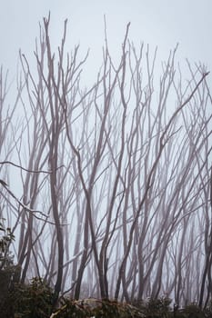 LAKE MOUNTAIN, AUSTRALIA - JULY 21: Snowy mountain landscape on a cold winter's day at Lake Mountain in Victoria, Australia on July 21st 2024