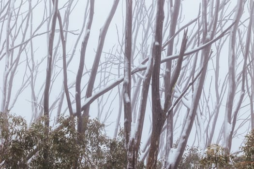 LAKE MOUNTAIN, AUSTRALIA - JULY 21: Snowy mountain landscape on a cold winter's day at Lake Mountain in Victoria, Australia on July 21st 2024