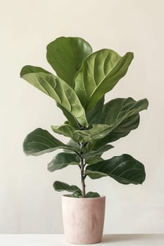 Potted fiddle leaf fig plant with green foliage, perfect for indoor decor and houseplant enthusiasts