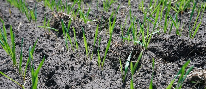 young winter barley in spring on a sunny field sprouted in rows, green stalks