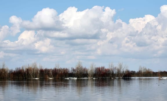 spring flood on the river, birch in the water, bushes and plants