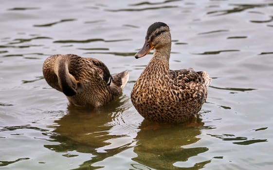wild ducks are resting by the water. female ducks clean their feathers while standing in the water.
