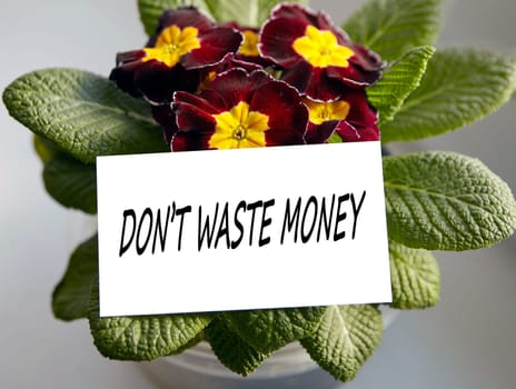 Photo of a colorful flower in a pot by the window. Caption: Don't waste your money.