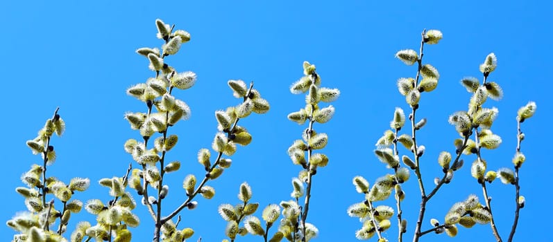Goat willow, willow, blooms in spring on a clear day against the background of the sky.