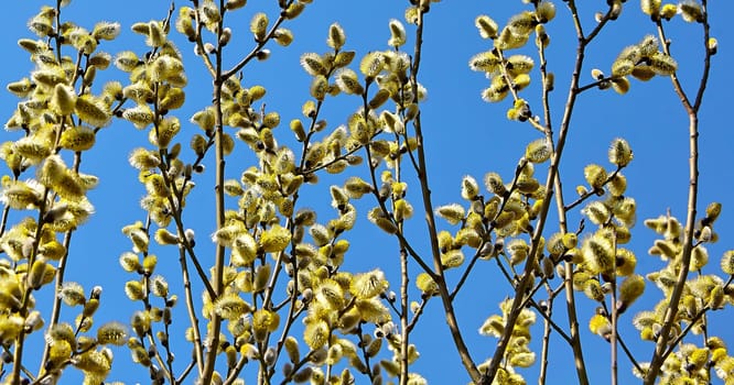 Goat willow, willow, blooms in spring on a clear day against the background of the sky.