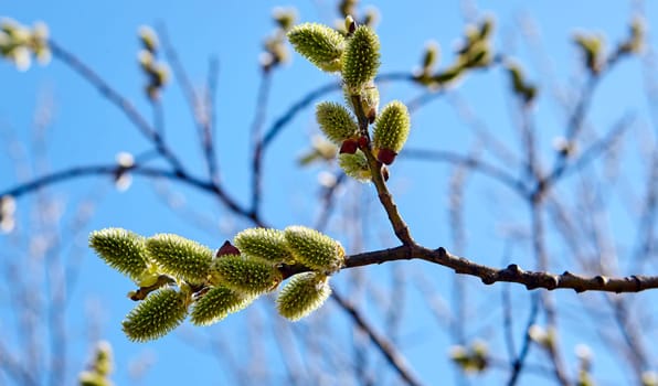Goat willow, willow, blooms in spring on a clear day against the background of the sky.