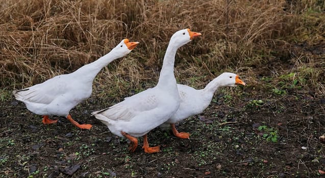 three white geese are walking in the meadow. geese walk outdoors in spring.