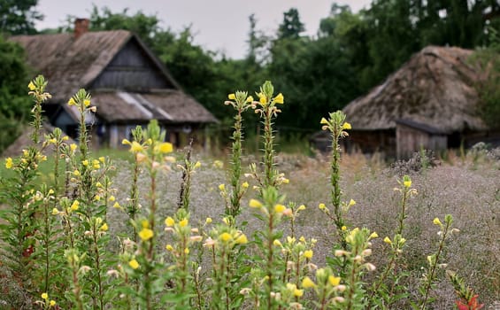 Eastern Europe, Republic of Belarus, Kachanovichi village, Pinsk district, Brest region. Old houses with thatched roofs. Field with yellow flowers.