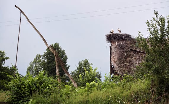 Eastern Europe, Republic of Belarus, Kachanovichi village, Pinsk district, Brest region. Old houses with thatched roofs. Nest with storks.