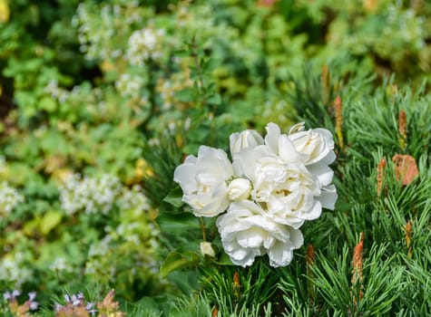 Blossoming white rose growing through a pine tree.