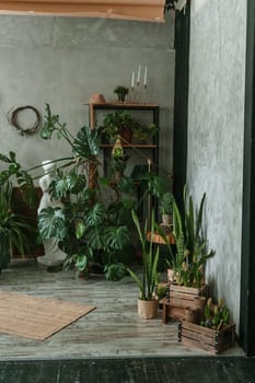 A fragment of the interior with a variety of indoor plants and plaster sculptures. Urban jungle concept. Biophilia design.