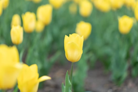Yellow flowers background outdoor Spring season flowers Selective focus