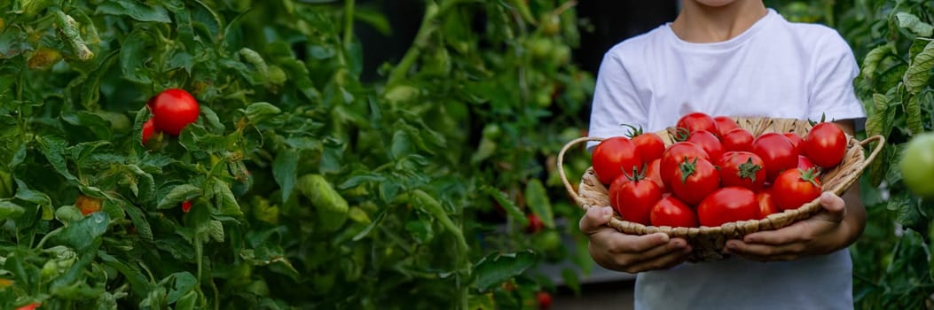 boy with tomatoes in the garden, ecological product. Selective focus.