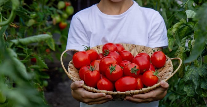 boy with tomatoes in the garden, ecological product. Selective focus.