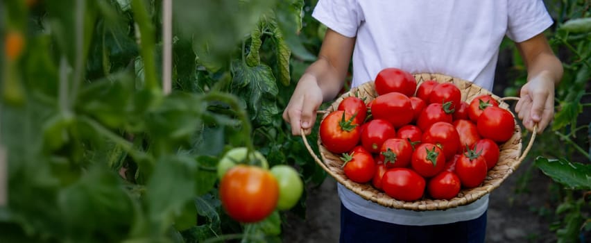 boy with tomatoes in the garden, ecological product. Selective focus.