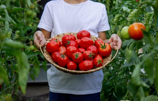 boy with tomatoes in the garden, ecological product. Selective focus.