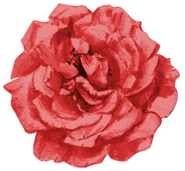 Bright red watercolor rose flower illustration isolated on white background