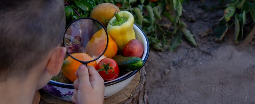 boy looks at fresh vegetables through a magnifying glass. Selective focus.
