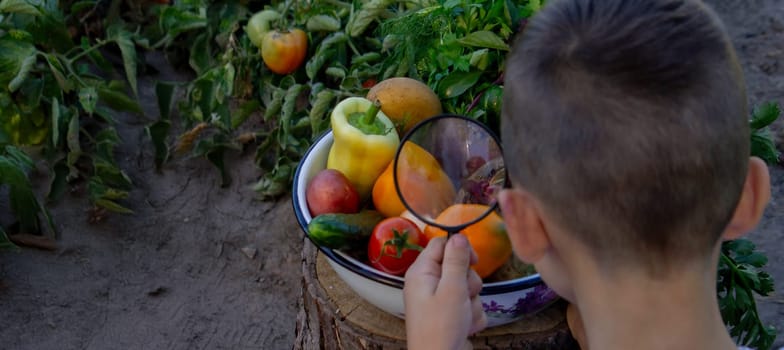 boy looks at fresh vegetables through a magnifying glass. Selective focus.