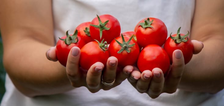 a woman holds fresh ripe tomatoes in her hands. Selective focus.