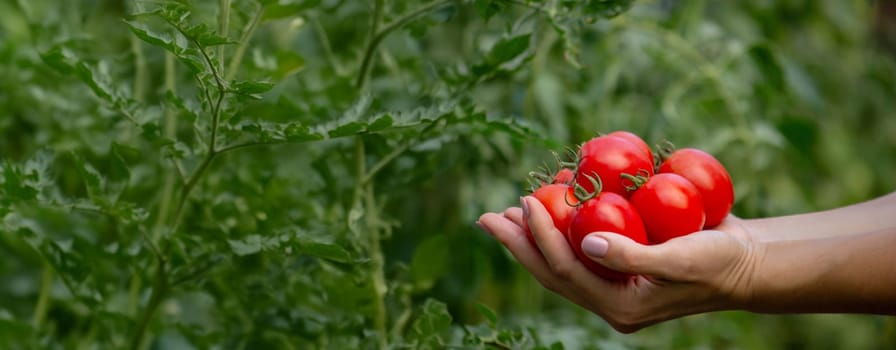 a woman holds fresh ripe tomatoes in her hands. Selective focus.