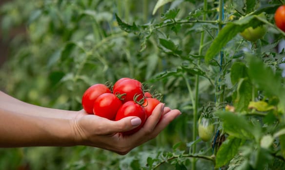 a woman holds fresh ripe tomatoes in her hands. Selective focus.