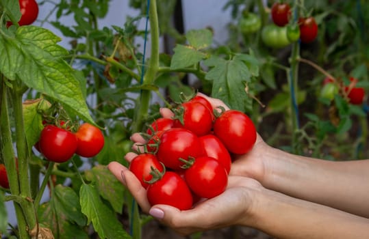 a woman holds fresh ripe tomatoes in her hands. Selective focus.