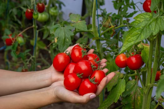 a woman holds fresh ripe tomatoes in her hands. Selective focus.