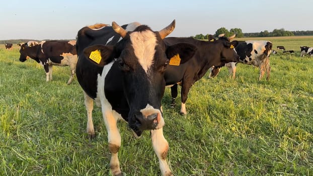 Cows herd on a grass field during the summer at sunset. A cow is looking at the camera sun rays are piercing behind her horns.