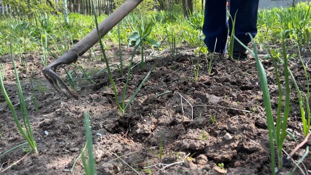Grandmother in the village weeding onions in the vegetable garden
