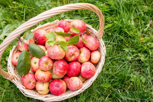 Apples in a Basket Outdoor. Sunny Background. Autumn Garden