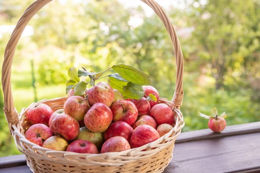 Apples in a Basket Outdoor. Sunny Background. Autumn Garden