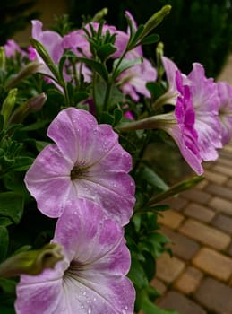 Delicate pink blooming petunia in a planter against the background of paving slabs close up. High quality photo