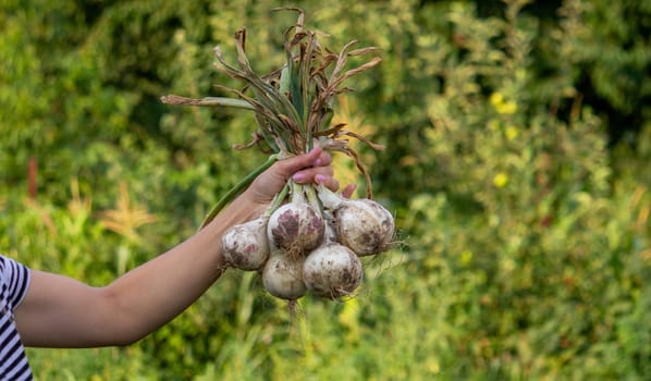 woman farmer holds onions in her hands. harvest