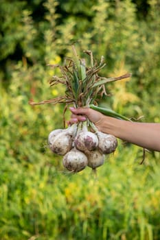 woman farmer holds onions in her hands. harvest
