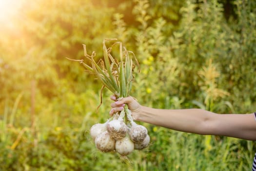woman farmer holds onions in her hands. harvest