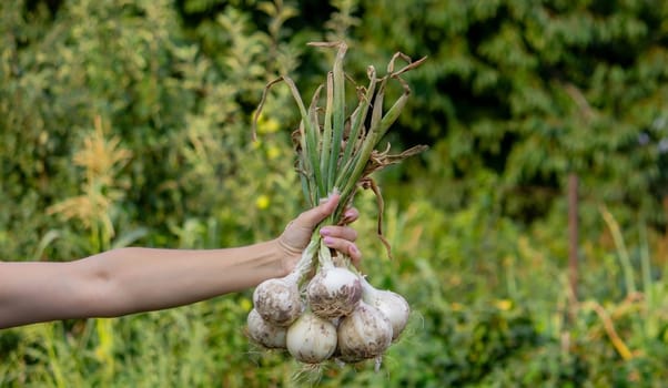 woman farmer holds onions in her hands. harvest