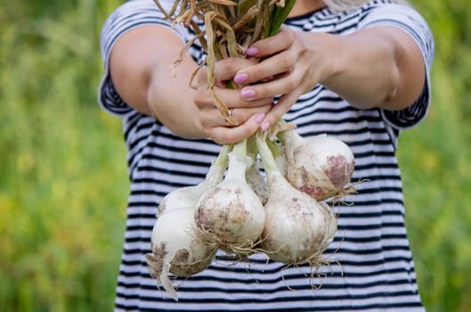 woman farmer holds onions in her hands. harvest