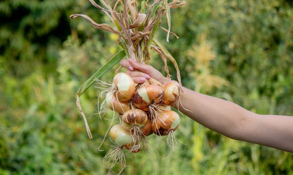 woman farmer holds onions in her hands. harvest