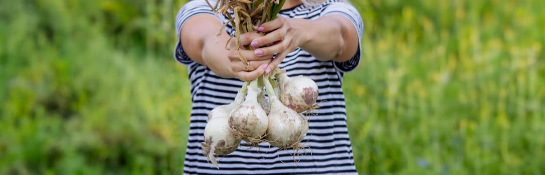 woman farmer holds onions in her hands. harvest