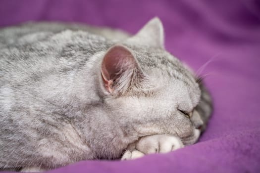 scottish straight cat is sleeping. Close-up of the muzzle of a sleeping cat with closed eyes. Against the backdrop of a light blanket. Favorite pets, cat food