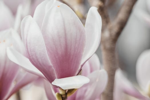Magnolia Sulanjana flowers with petals in the spring season. the beautiful pink magnolia flowers in spring, selective focusing.