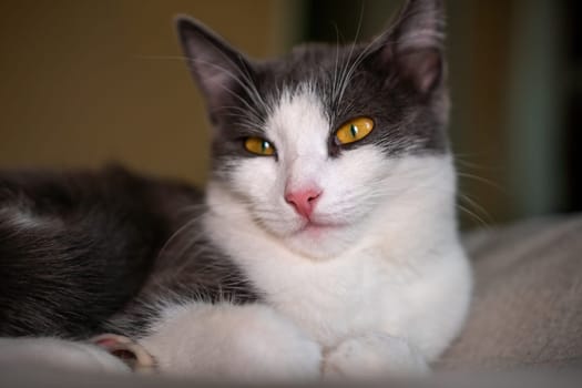 cat with a pink nose and yellow eyes is laying on a bed. The cat appears to be relaxed and comfortable