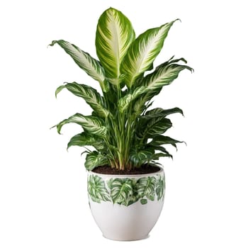 Dieffenbachia Dumb Cane broad green and white patterned leaves fanning out from a tipped ceramic. Plants isolated on transparent background.