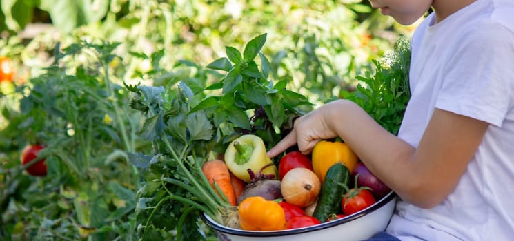 boy holds fresh vegetables in a bowl. Selective focus.