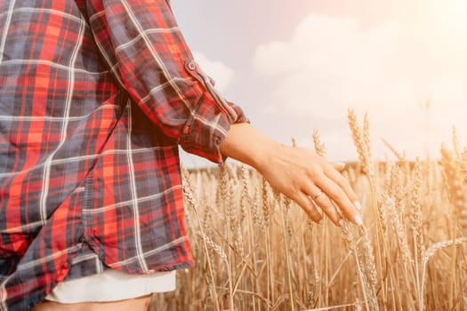 Woman farmer walks through a wheat field at sunset, touching green ears of wheat with his hands. Hand farmer is touching ears of wheat on field in sun, inspecting her harvest. Agricultural business.